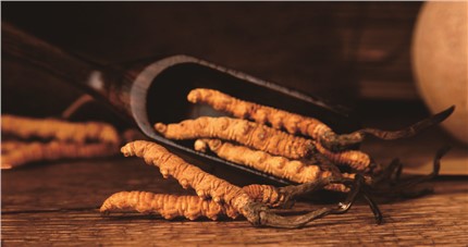 什么是斷草？斷草和冬蟲夏草的區(qū)別和購買常識